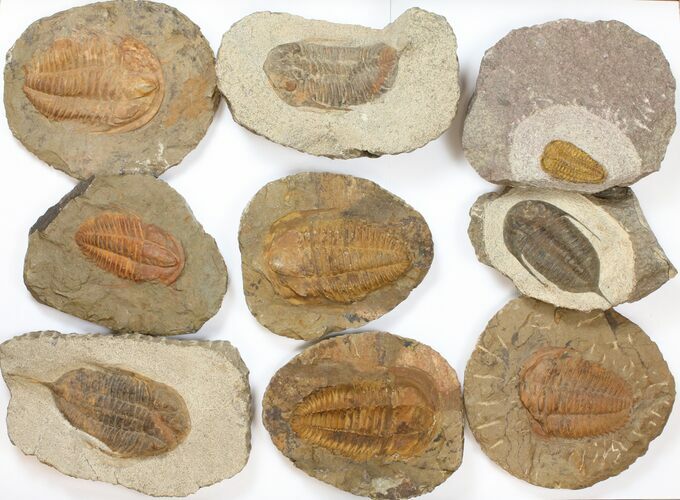 Lot: to Ordovician/Cambrian Trilobites - Pieces #134102